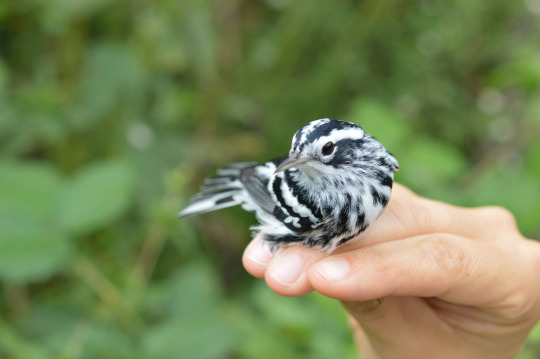 Small bird, Black and White Warbler