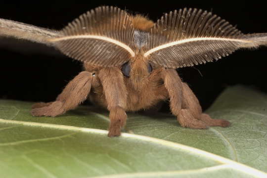 Polyphemus moth, a fuzzy insect with wings