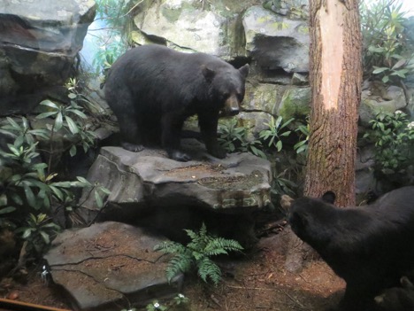a diorama depicting American black bears