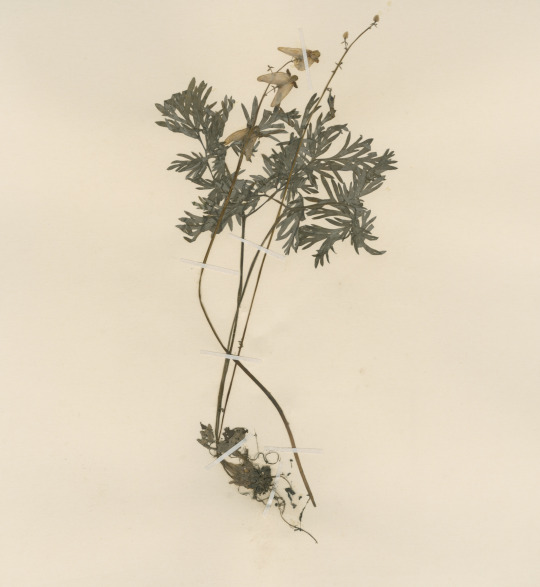 Dutchman’s breeches specimen pressed and dried 