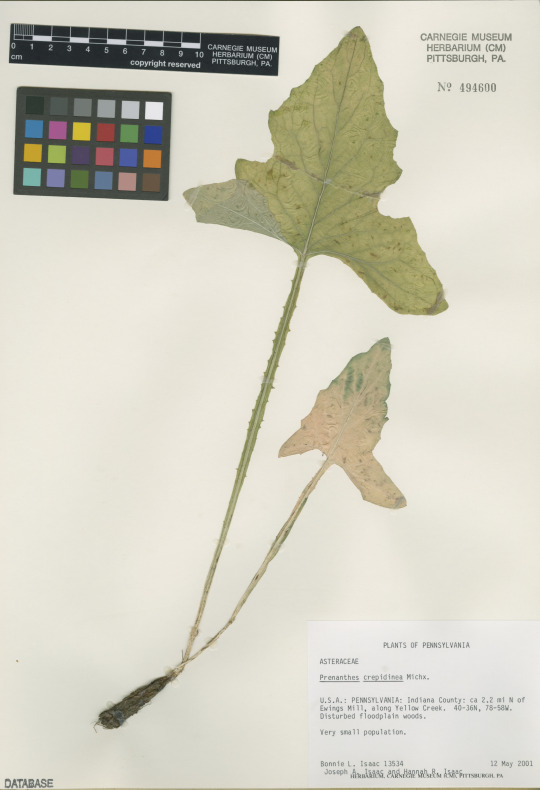 Herbarium specimen of Prenanthes crepidinea (nodding rattlesnake root)