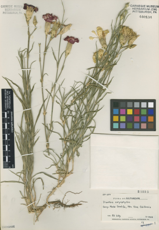 a carnation specimen (Dianthus caryophyllus) 