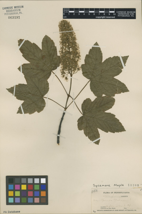 Herbarium specimen branch of a maple tree 