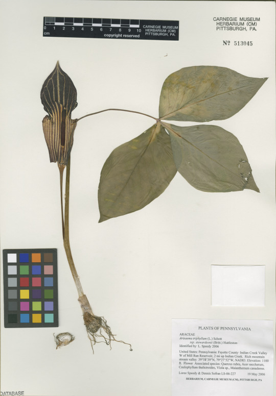 Herbarium specimen of jack-in-the-pulpit 