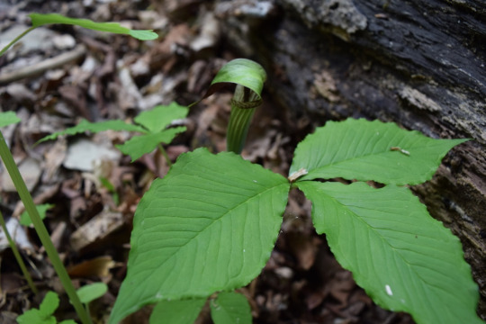 leaves from jack-in-the-pulpit plant