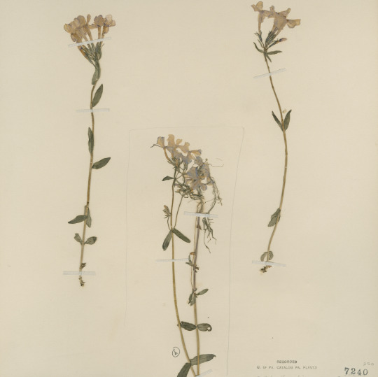 three specimens of dried plants
