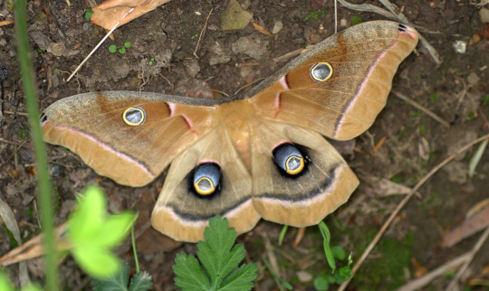 adult Polyphemus moth