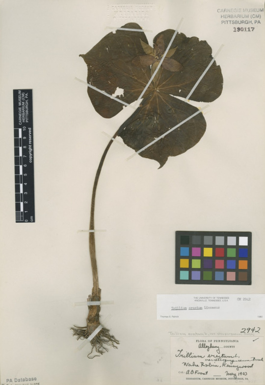 Trillium erectum herbarium specimen
