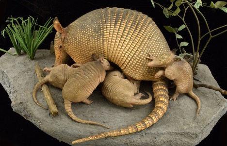 mother armadillo with four babies