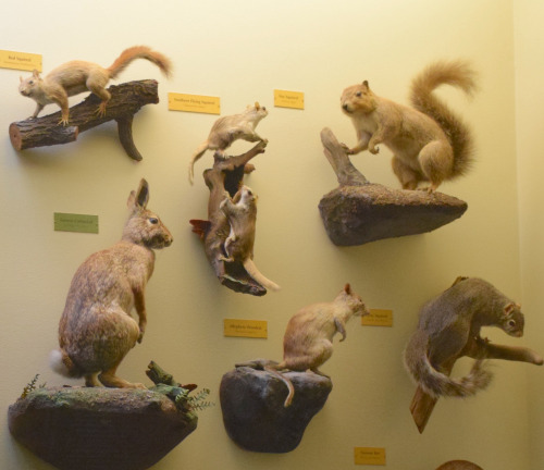 museum display of small mammals like rabbits and squirrels 