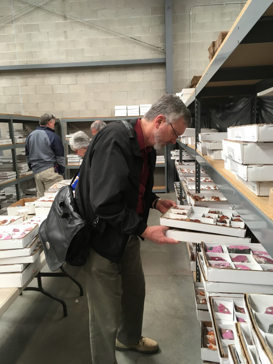 curator looking through boxes of colorful minerals 