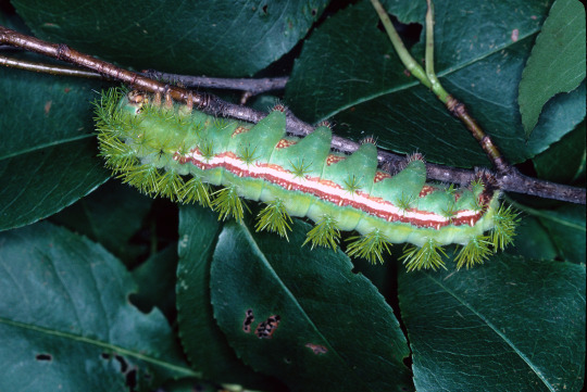 instar of the caterpillar of an Io moth