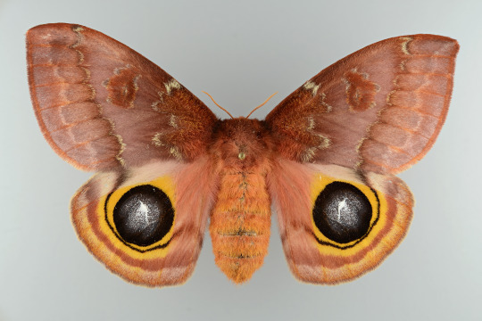 Female Io moth