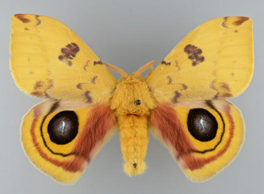 Male Io moth