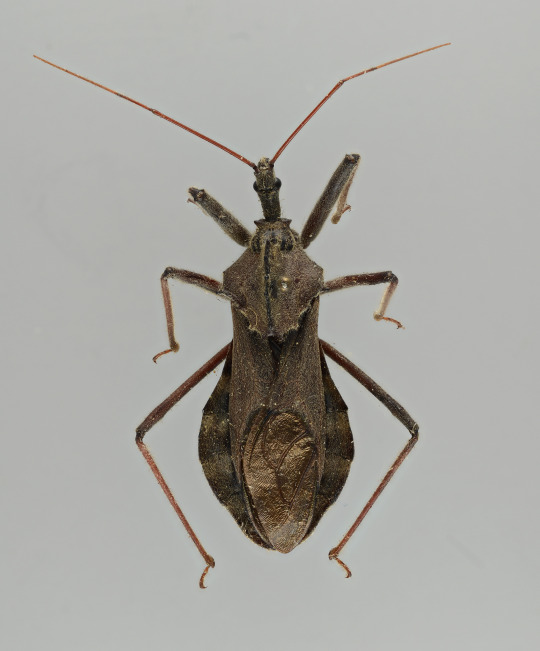 wheel bug (Arilus cristatus) 