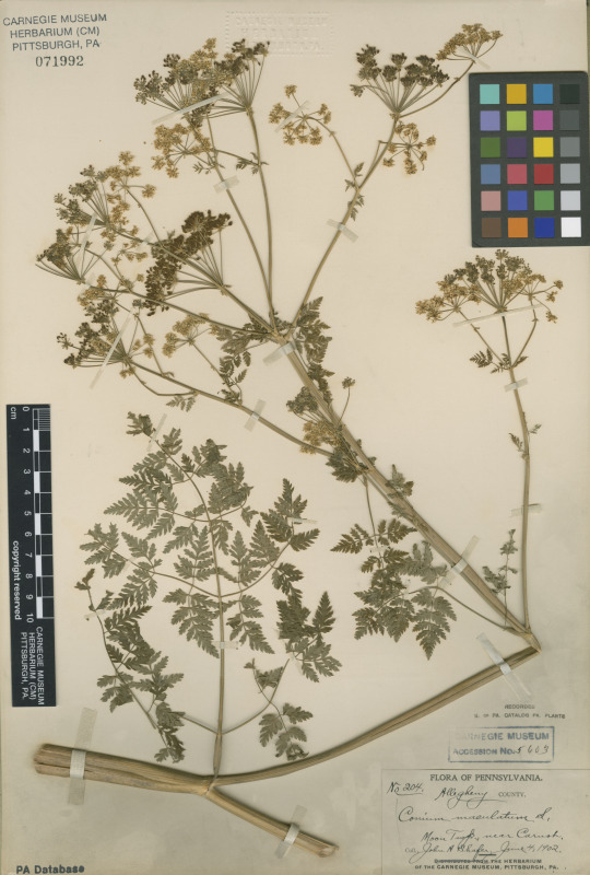 herbarium specimen of poison hemlock 