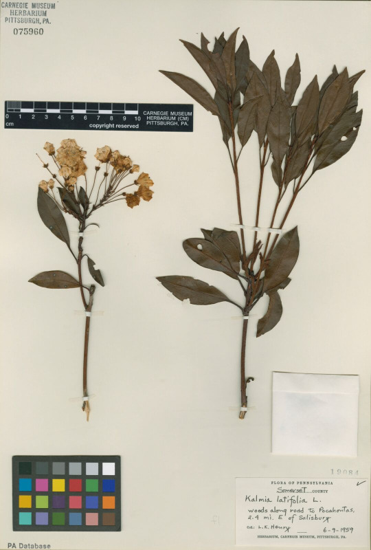 Herbarium specimen of Mountain laurel (Kalmia latifolia) 