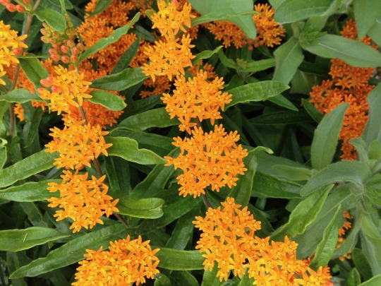vibrant orange milkweed flowers