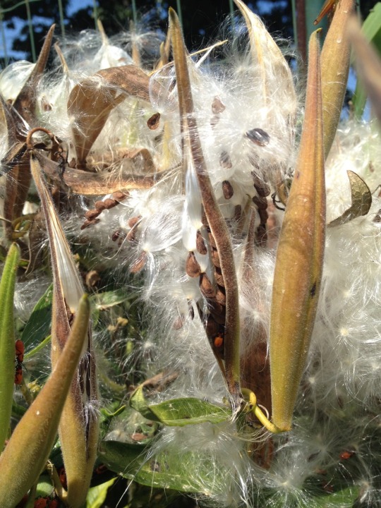 open seed pods of a milkweed