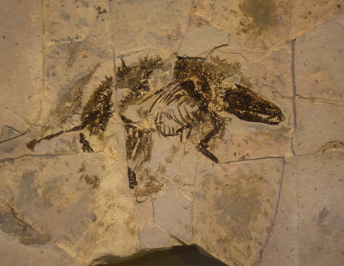 fossil of Sinodelphys szalayi