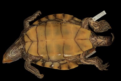Graptemys gibbonsi, a turtle shown from the bottom