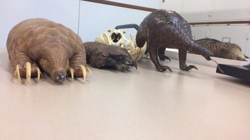 scaly mammals including an anteater and a pangolin 
