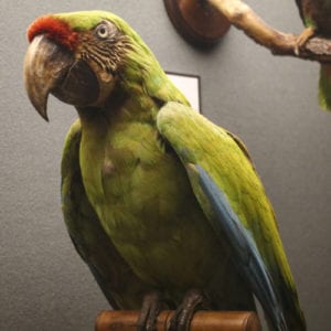 GREAT GREEN MACAW NEST visual data 5