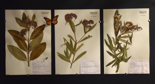 three pressed and dried species of milkweed