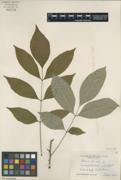Poison sumac (Toxicodendron vernix)