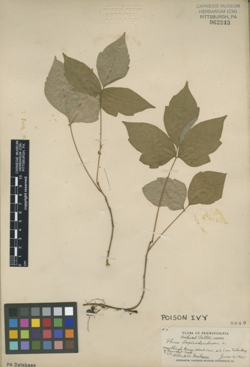 A poison ivy primer  Smithsonian Institution