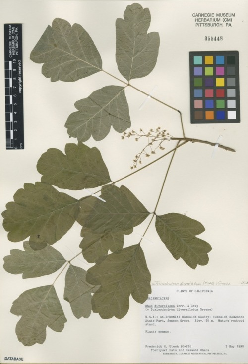  poison oak (Toxicodendron diversilobum)