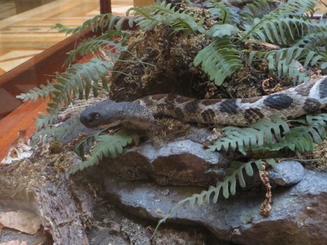 rattlesnake specimen on display 