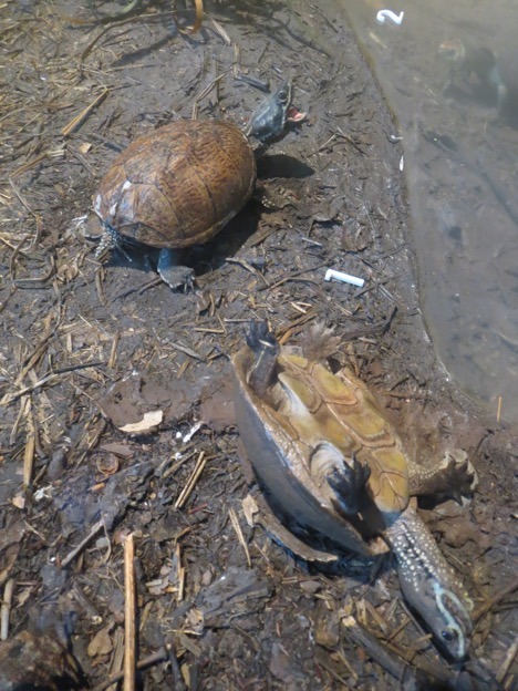 taxidermy Stinkpot turtles
