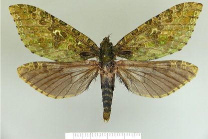 Peruvian Viridigigas ciseskii, a green and brown moth
