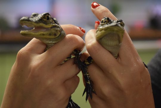 two baby alligators 