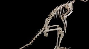skeleton of an animal with a long tail on a black background