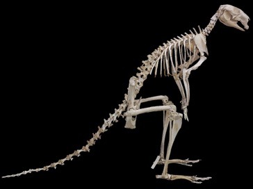 skeleton of an animal with a long tail on a black background