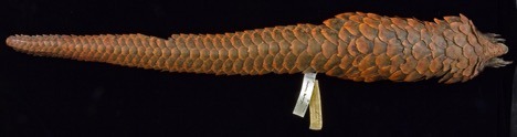 tail of a long-tailed pangolin
