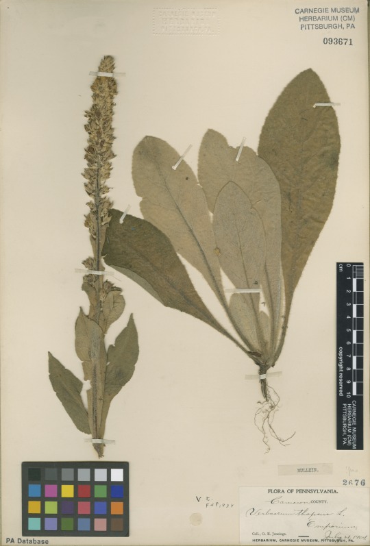 Herbarium specimen Common mullein (Verbascum thapsus) 