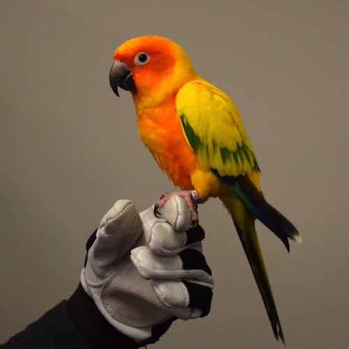 sun conure, an orange and yellow parrot