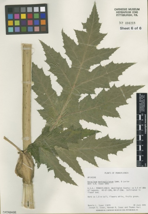 herbarium sheet 6 of 6 showing the leaf and stock of a giant hogweed