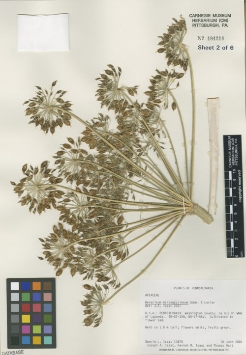 herbarium sheet 2 of 6 showing the flower after turning to seed