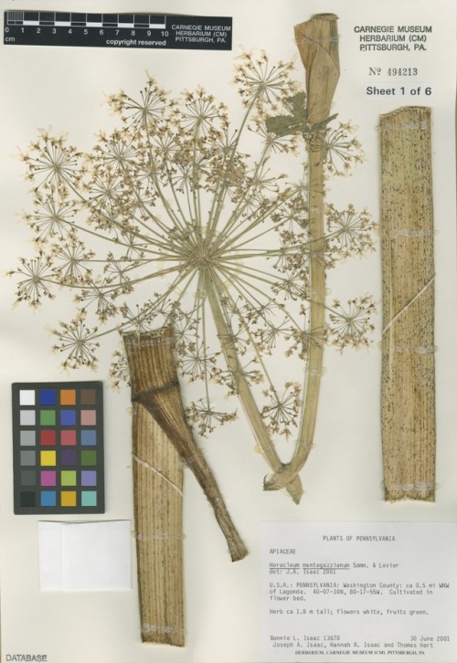herbarium sheet 1 of 6 showing the flower of a giant hogweed