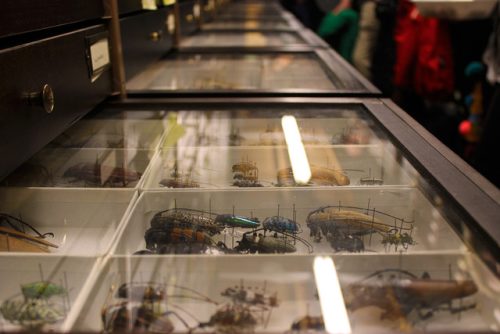 specimens in the Section of Invertebrate Zoology. 