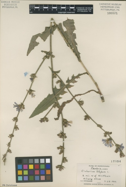 herbarium specimen of chicory (Cichorium intybus)