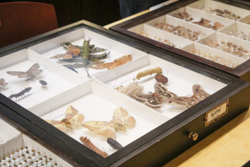 moth and caterpillar specimens 