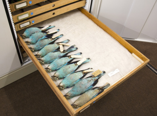 European Roller study skins in a drawer