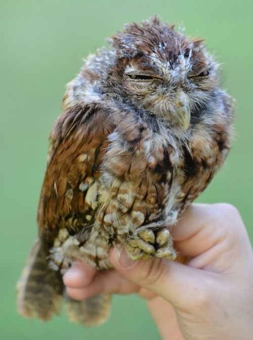 live screech owl with eye closed