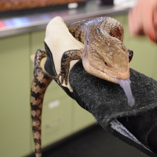 Blue-tongued skink with its tongue out