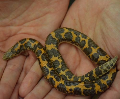 small black and yelow snake